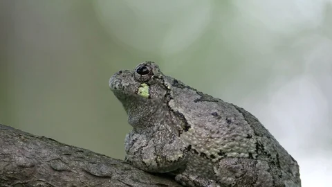 Tree frog on a branch in forest turns away Stock Footage 116753129