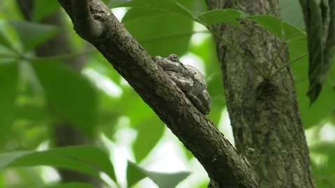 Tree frog on a branch in forest view looking up Stock Footage 116753021