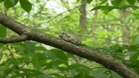 Tree frog on branch in forest zoom in close Stock Footage 116753127