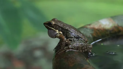 Tree Frog Calling With Inflated Vocal Sac on Water Pipe Stock-Footage 335609823