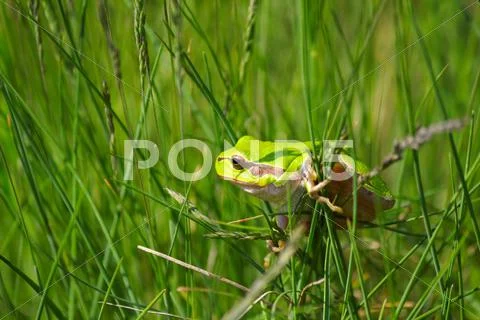 Tree frog climb on grass.JPG Stock Photos