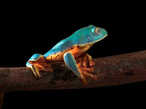 Tree frog climbing Stock Photos
