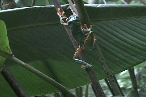Tree Frog Climbs-HH Stock Footage 820828