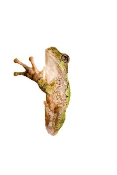 Tree frog clinging to a corner Stock Photos
