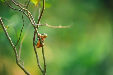 Tree frog clinging to thin branches in lush green forest with blurred backg.. Photos