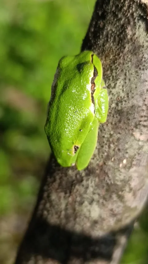 Tree frog close up Stock Footage 335286541