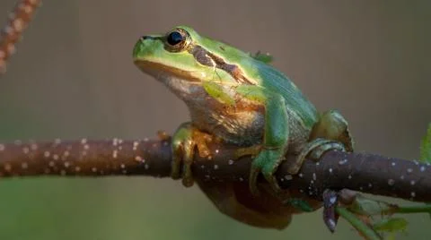 Tree frog closeup Stock Photos