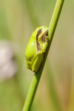 Tree frog - common rush - sideview 스톡 사진