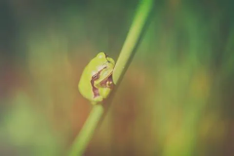 Tree frog - common rush - top view 库存照片