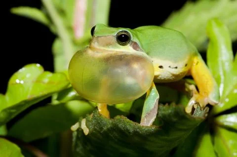 Tree frog courtship Stockfoto's