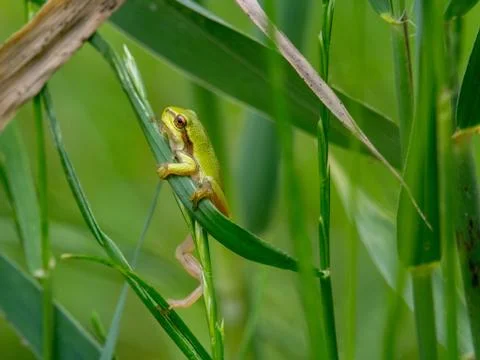 Tree frog dangling from a leaf Stock Photos