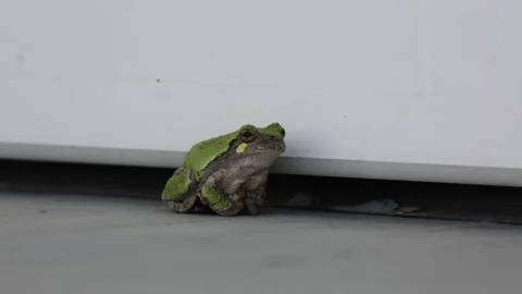A Tree Frog by the Door Video stock 151329129