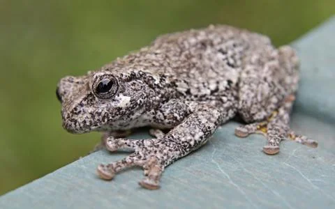 Tree frog on the edge Stock Photos