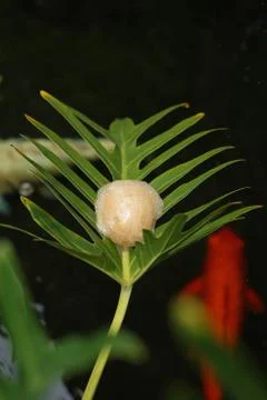 Tree frog eggs Stock Photos