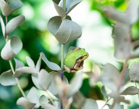 A tree frog on a eucalyptus leaf Stock Photos