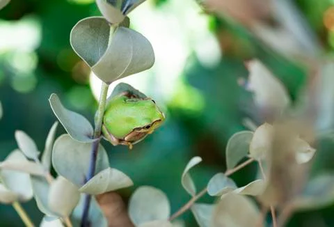 A tree frog on a eucalyptus leaf Foto stock