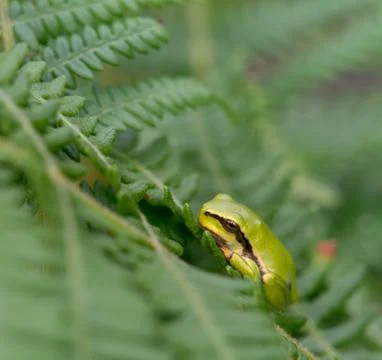 Tree frog on a fern leaf Stock Photos