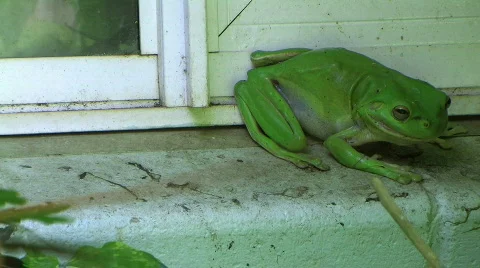 Tree frog Stock Footage 332420