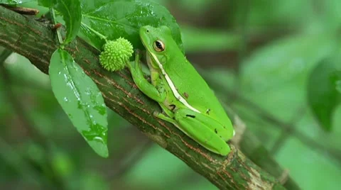 Tree Frog 動画素材 7542772