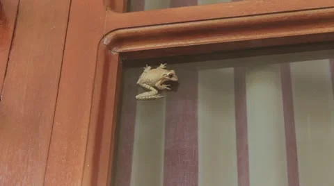 Tree frog Stock Footage 12366587