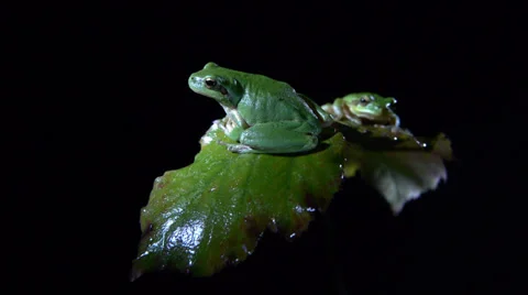 Tree frog Stock Footage 35098133