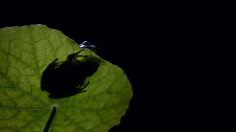 Tree frog Stock Footage 35098366