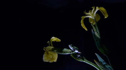 Tree frog Stock Footage 35102771