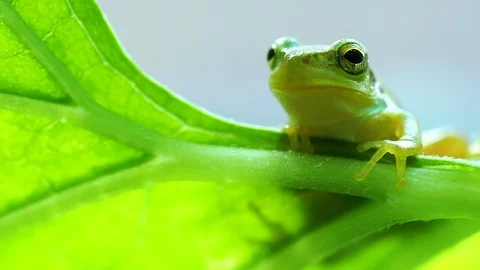 Tree frog Stock-Footage 103830400