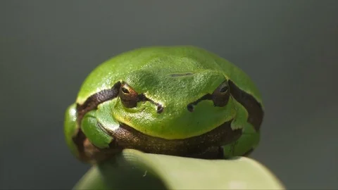 Tree frog 스톡 동영상 126999494