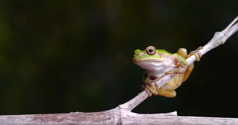 Tree frog. 스톡 동영상 140767195