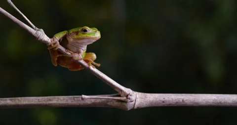 Tree frog Video stock 140767671