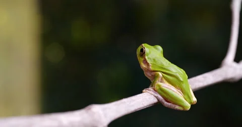 Tree frog Stock Footage 149159906