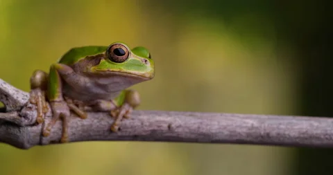Tree frog Stock Footage 149160083