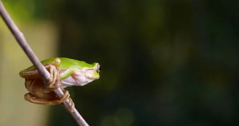 Tree frog. Stock Footage 149335118