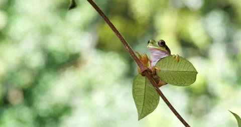 Tree frog. Video stock 149800587