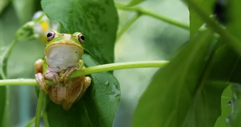 Tree frog Video stock 150169770