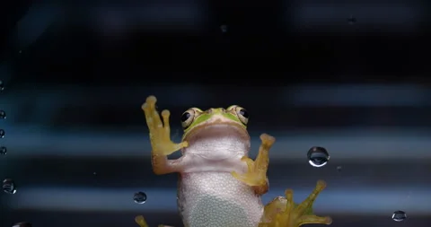 Tree frog Stock Footage 150381955