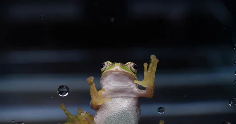 Tree Frog Video stock 151232375