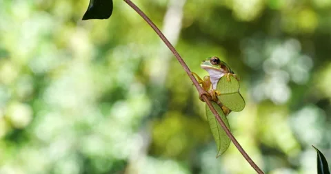 Tree frog Stock Footage 151232867