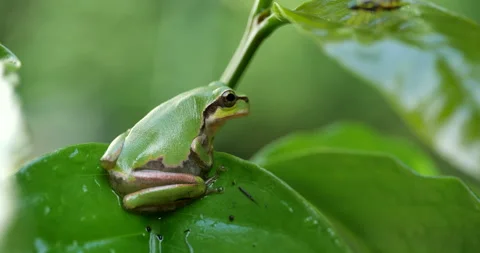 Tree frog Stock Footage 157841177