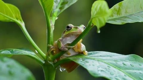 Tree frog Stock Footage 197096019