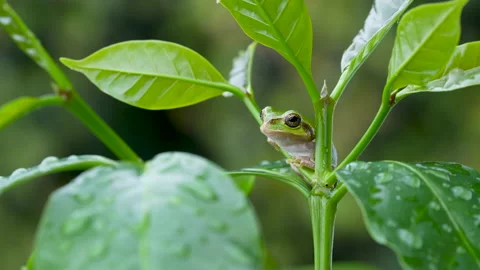 Tree frog. Stock Footage 234472591