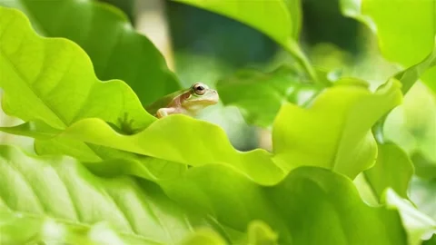 Tree frog Stock Footage 238921122