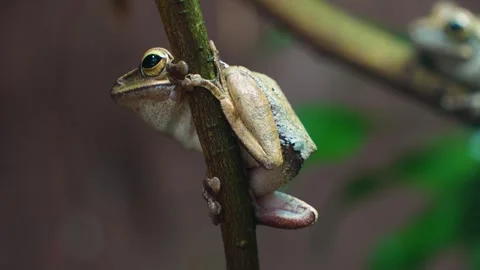 A Tree frog Stock Footage 246424733