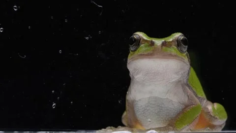 Tree frog Stock Footage 268374035