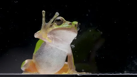 Tree frog Stock Footage 268374439