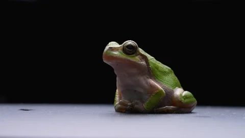 Tree frog Stock Footage 278448828
