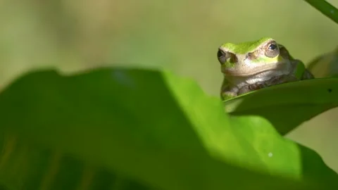 Tree frog Stock Footage 301993463