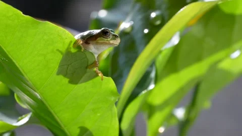 Tree frog Stock Footage 308627895