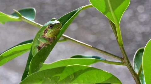 Tree frog Stock Footage 329086075